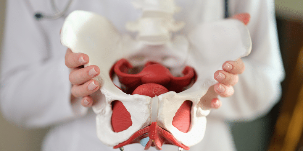 What is the pelvic floor? Everything you need to know about your pelvic floor